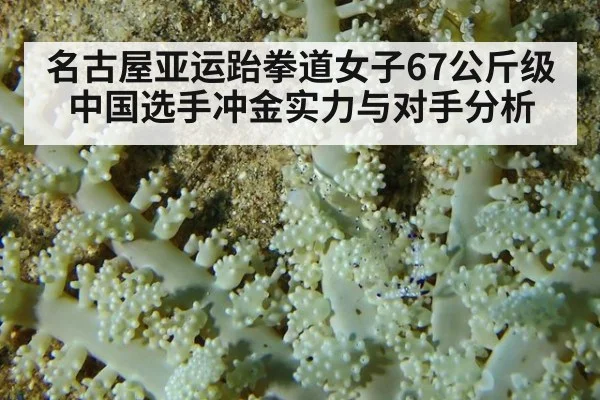名古屋亚运跆拳道女子67公斤级中国选手冲金实力与对手分析